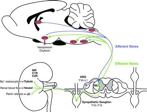 The Crosstalk Between The Kidney And The Central Nervous System The