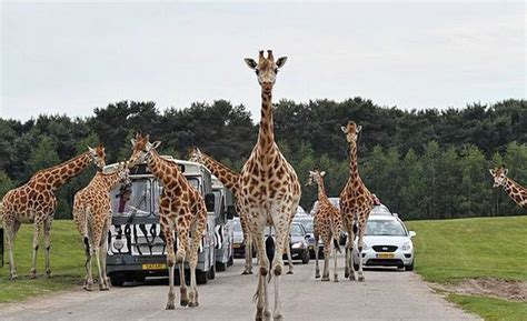 When you visit safaripark beekse bergen, you will definitely want to watch the animals get fed. Safaripark Beekse Bergen - Explore the African Savannah - Netherlands Tourism