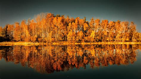 Yellow Autumn Trees Reflection On Body Of Water 4k Hd Nature Wallpapers