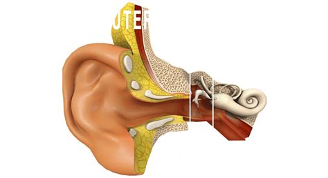 Microtia Anatomy Of The Ear Dr Bonilla