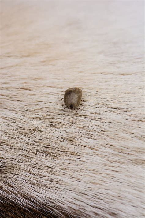Adult Tick Standing On Dog Fur Stock Photo Image Of Louse Argasid