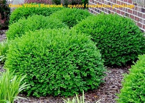 Maybe you would like to learn more about one of these? Green Velvet Boxwood/Buxus