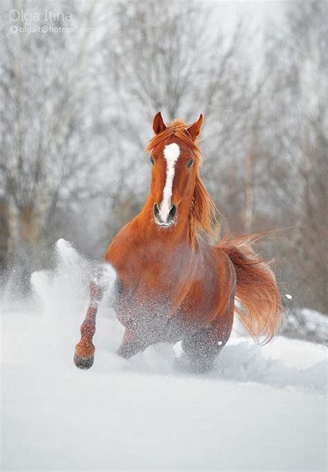 Pin On Wonderful Horses