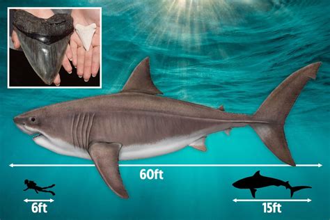 Prehistoric Megalodon Shark Was A Mammoth 60 Feet Long And Had Teeth