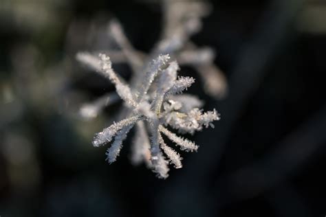 Hintergrundbilder Natur Schnee Winter Fotografie Makro Ast Eis