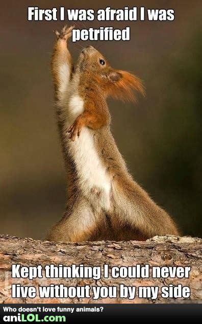 Squirrel Quotes And Sayings Quotesgram