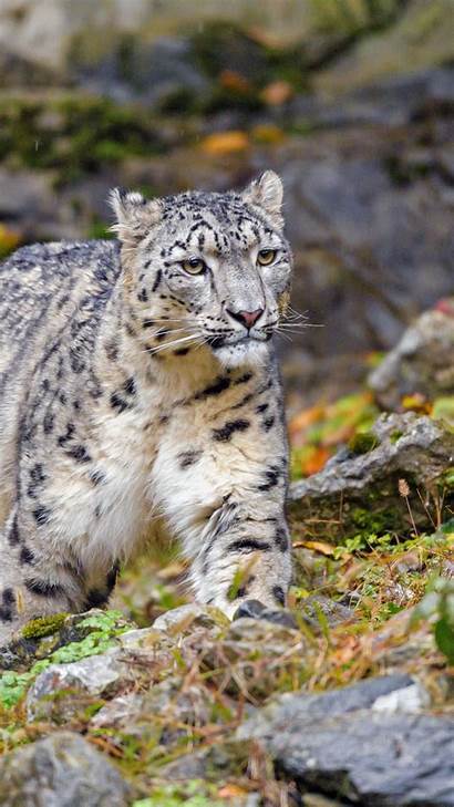 Irbis Snow Leopard Cat Animal Wildlife Lenovo