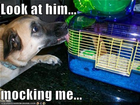 I Has A Hotdog German Shepherd Page 10 Funny Dog Pictures Dog Memes Puppy Pictures