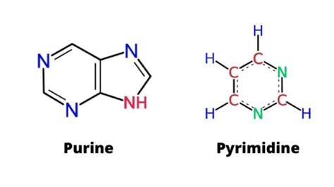 Purines Vs Pyrimidines A Comparison ScienceQuery