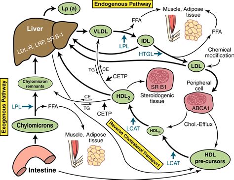 Lipoprotein Metabolism And Lipid Management In Chronic Kidney Disease