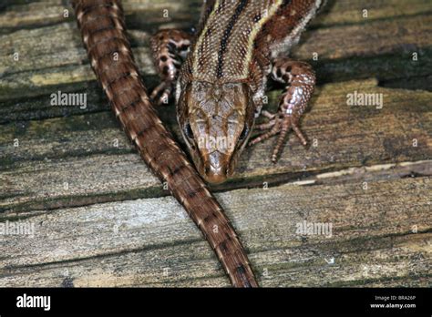 Viviparous Lizard Sciname Zootoca Vivipara At Evje In Rygge