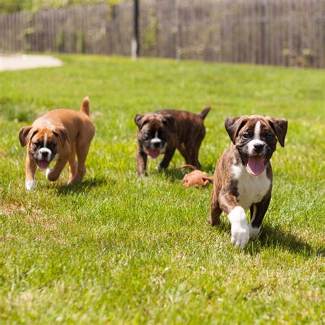 Boxer Puppies Mischief Makers Or Model Citizens Among Dogs