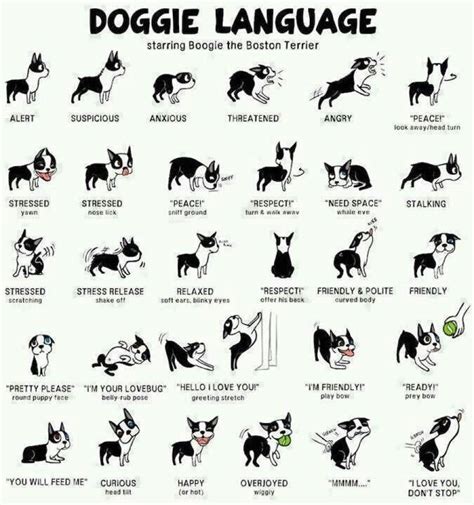 Doggie Language Dog Body Language Dog Language Dog Care