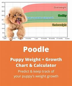 25 Poodle Growth Calculator Izaakiskren