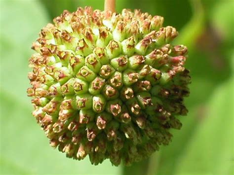 Buttonbush Facts And Health Benefits