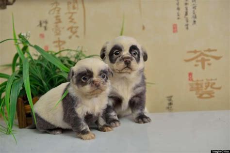 Adorable These Puppies Look Just Like Fluffy Pandas Panda Dog