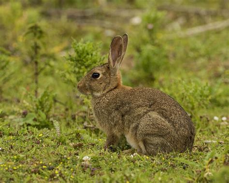 Brown Rabbit Photograph By Paul Scoullar Fine Art America