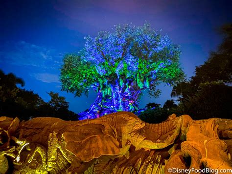 Photos And Video See The Tree Of Lifes Stunning Nighttime