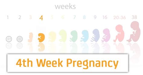 Symptoms Of Pregnancy At 4 Weeks Pregnancywalls