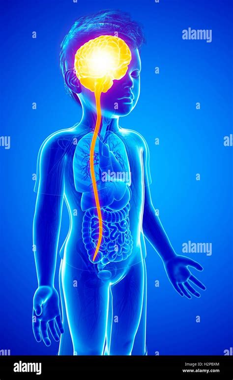 Illustration Of A Childs Brain And Spinal Cord Stock Photo Alamy