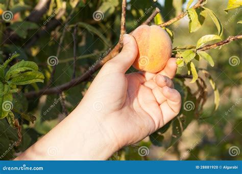 Woman Harvesting Peach On Tree Stock Photo Image Of Organic Famer