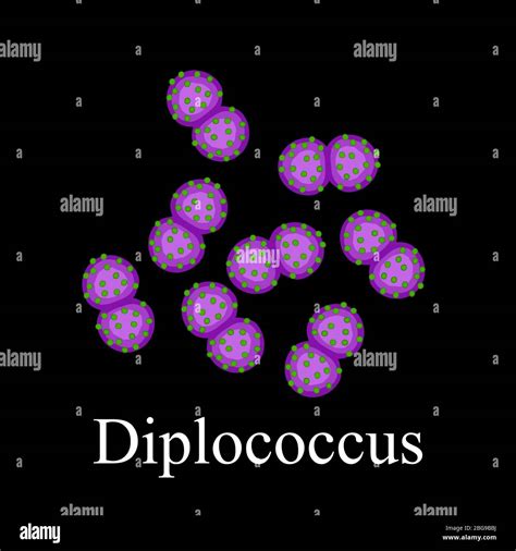 Diplococci Structure Bacteria Diplococcus Infographics Vector
