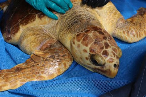 Gulf World Receives 30 Cold Stunned Sea Turtles The Dolphin Company