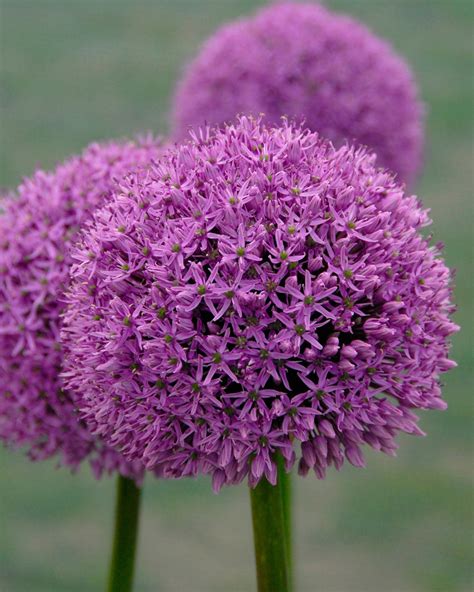 Allium Gladiator Bulbs — Buy Online At Farmer Gracy Uk