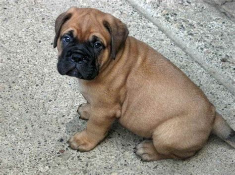 29 Tiny Bullmastiff Puppies Adoption Picture Hd Ukbleumoonproductions