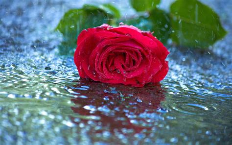 En La Lluvia Con Amor Rosas Rojas Rojo Bonito Mojado Rosa Mojado