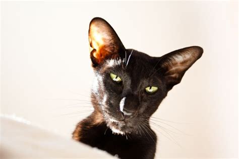 A Close Up Photo Of A Black Oriental Shorthair Cats Face Click To
