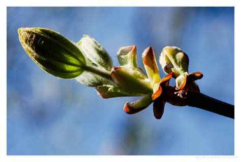 New Buds Iv Plant And Nature Photos Apple8 Photoblog