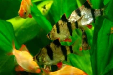 Tiger Barb Care Diet Tank Mates Breeding And More