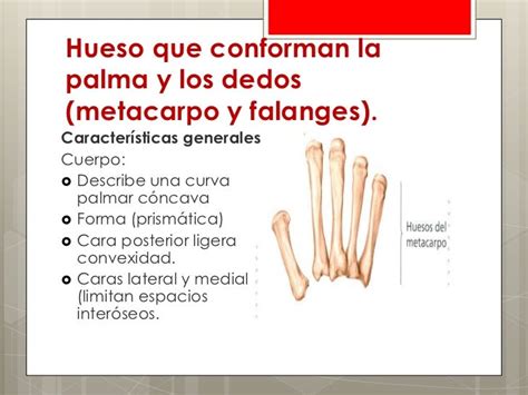 Anatomía De La Palma Y Los Dedos