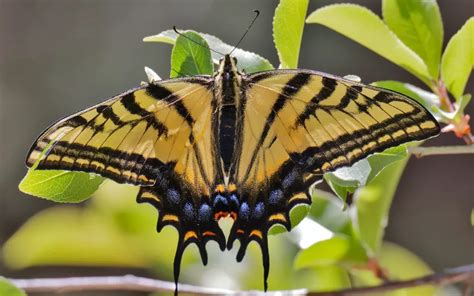 Two Tailed Swallowtail Butterfly Identification Life Cycle And