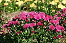 mums garden plant plants ornamental september week chrysanthemums among known landscape popular fall also most these