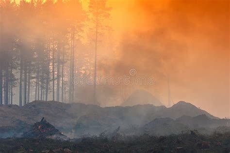Fire In The Forest Smoke Smog Burnt Forest Stock Photo Image Of