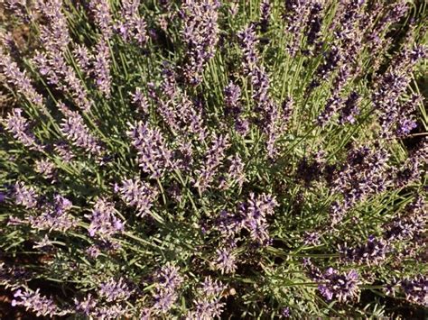 English Lavender Hidcote Lavandula Angustifolia Hidcote Growing