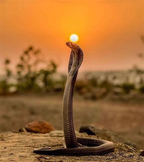 Spectacled Cobra In India Photograph By Sandip Choudhary