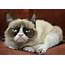 Grumpy Cat Rewarded For Persistent Frowning Gets Endorsement Deal 