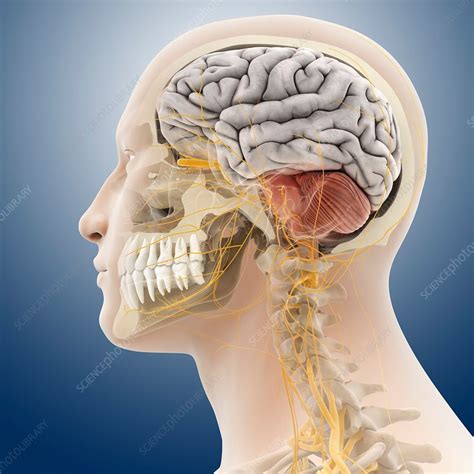 Head And Neck Anatomy Artwork Stock Image C014 0444 Science