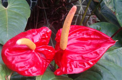 Discover Srilanka Sri Lanka Flower Photography Anthuriums