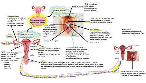 Anatomia Del Aparato Reproductor Femenino Mind Map Hot Sexy Girl