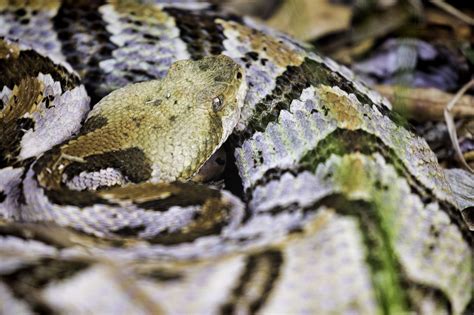 Maybe you would like to learn more about one of these? Canebrake Rattlesnake 02 (Crotalus horridus) | Liberty ...