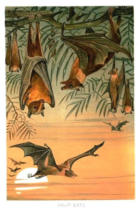 Vintage Bat Illustration Other Animal Artworks Fruit Bat Halloween