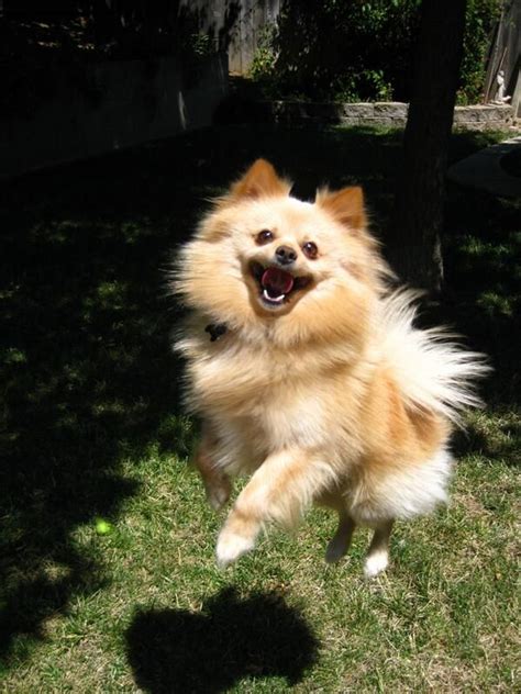 Pomeranian Jumping With Images Cute Pomeranian