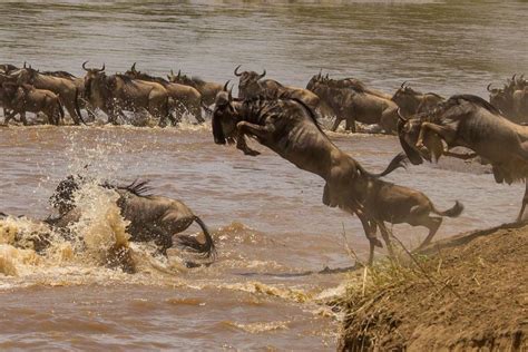 The Great Wildebeest Crossing Northern Serengeti Tanzania Wide