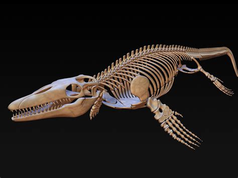Elasmosaurus var en lång hals marina reptiler som levde i nordamerika under yngre krita perioden. 3D Mosasaurus Skeleton Model - 3D Model | Dinosaur ...