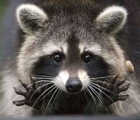 15 Reasons Why You Should Have A Pet Raccoon