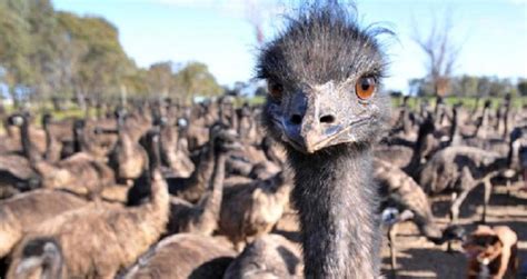 In 1932, australia declared war on emus. The Great Emu War And Australia's Futile Attempt At ...